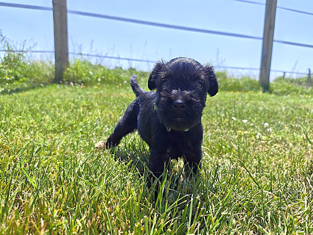 Des Barbus De Sainte Rose - Chiots disponibles - Schnauzer