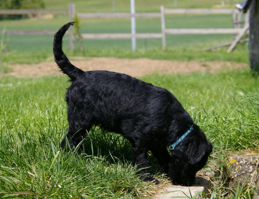 Des Barbus De Sainte Rose - Schnauzer - Portée née le 02/02/2024